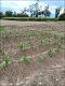 03 AGP 508 logo.jpg.jpg